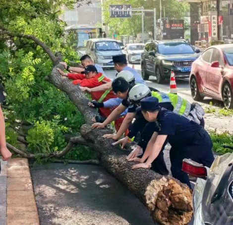 我市迎来大风天气 交管部门快速处置多起路树倒伏情况389